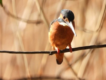 カワセミ 都立浮間公園 2023年2月20日(月)