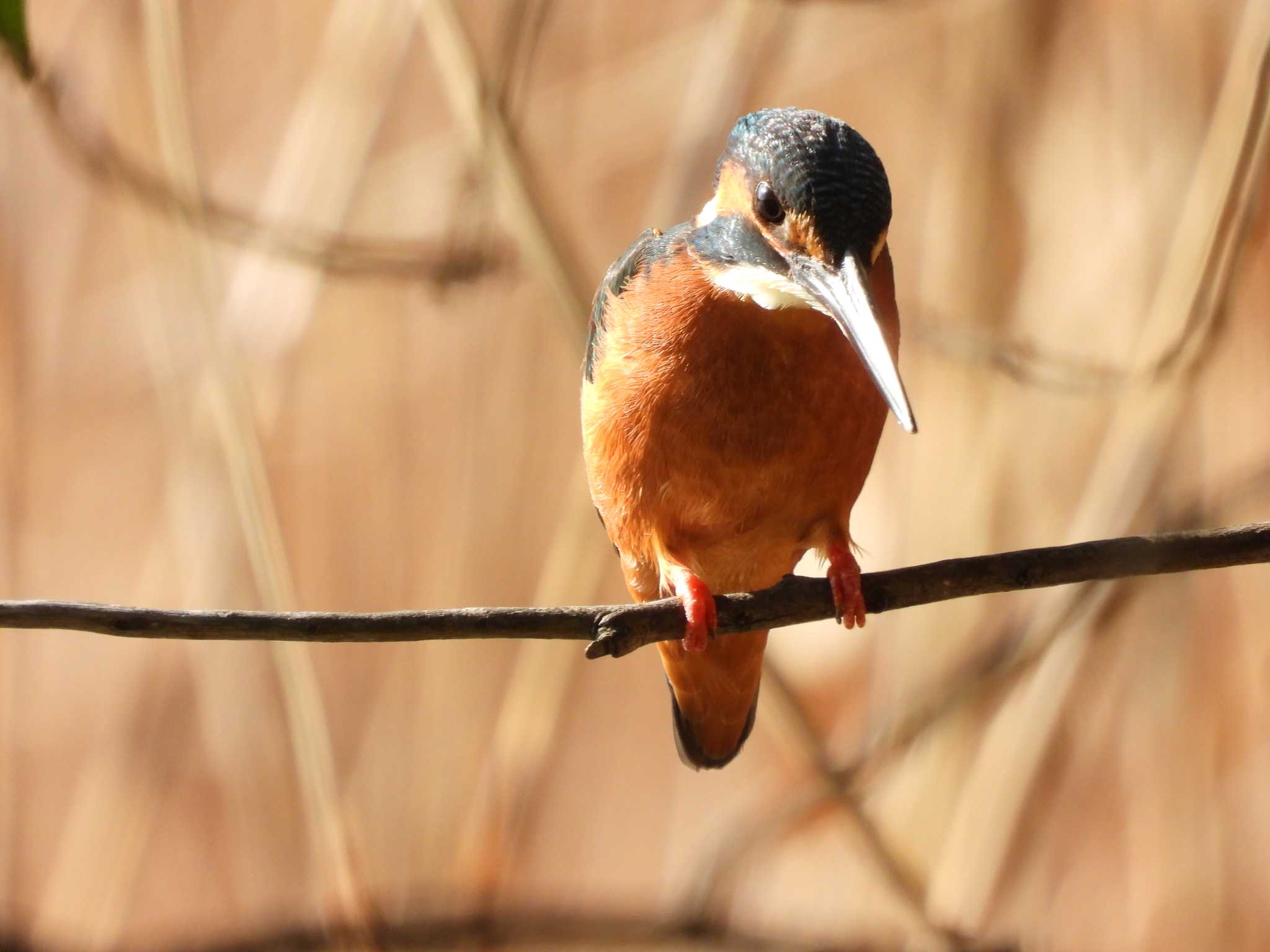 都立浮間公園 カワセミの写真