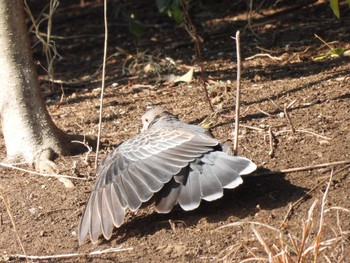 Oriental Turtle Dove Ukima Park Mon, 2/20/2023