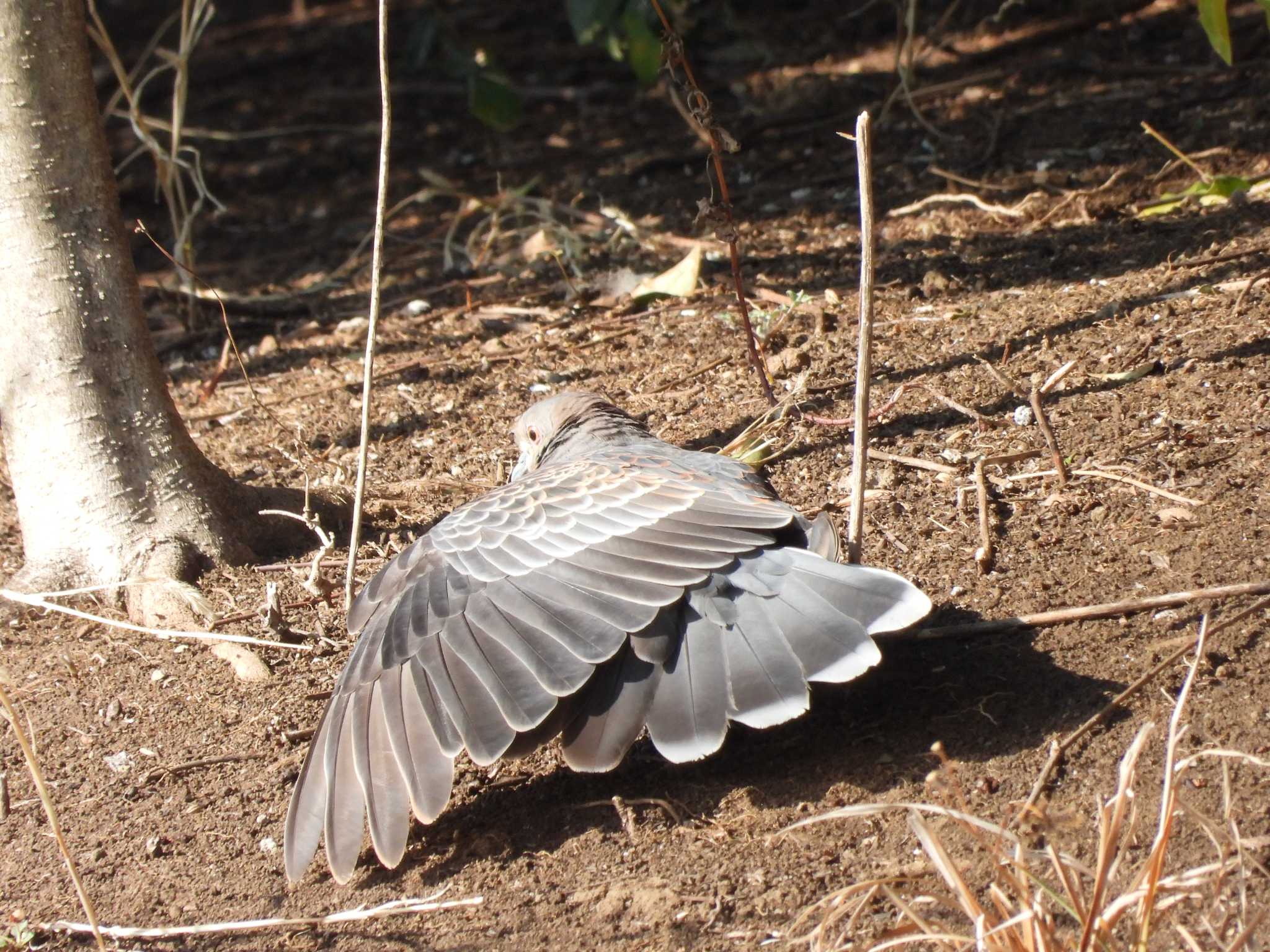 Photo of Oriental Turtle Dove at Ukima Park by おでんだね