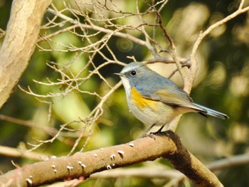 Red-flanked Bluetail 井頭公園 Sat, 2/18/2023