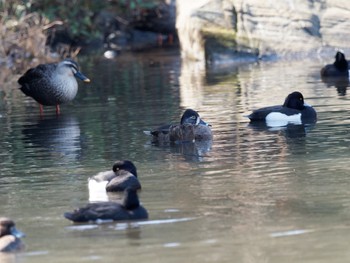 クビワキンクロ こども自然公園 (大池公園/横浜市) 2023年2月20日(月)