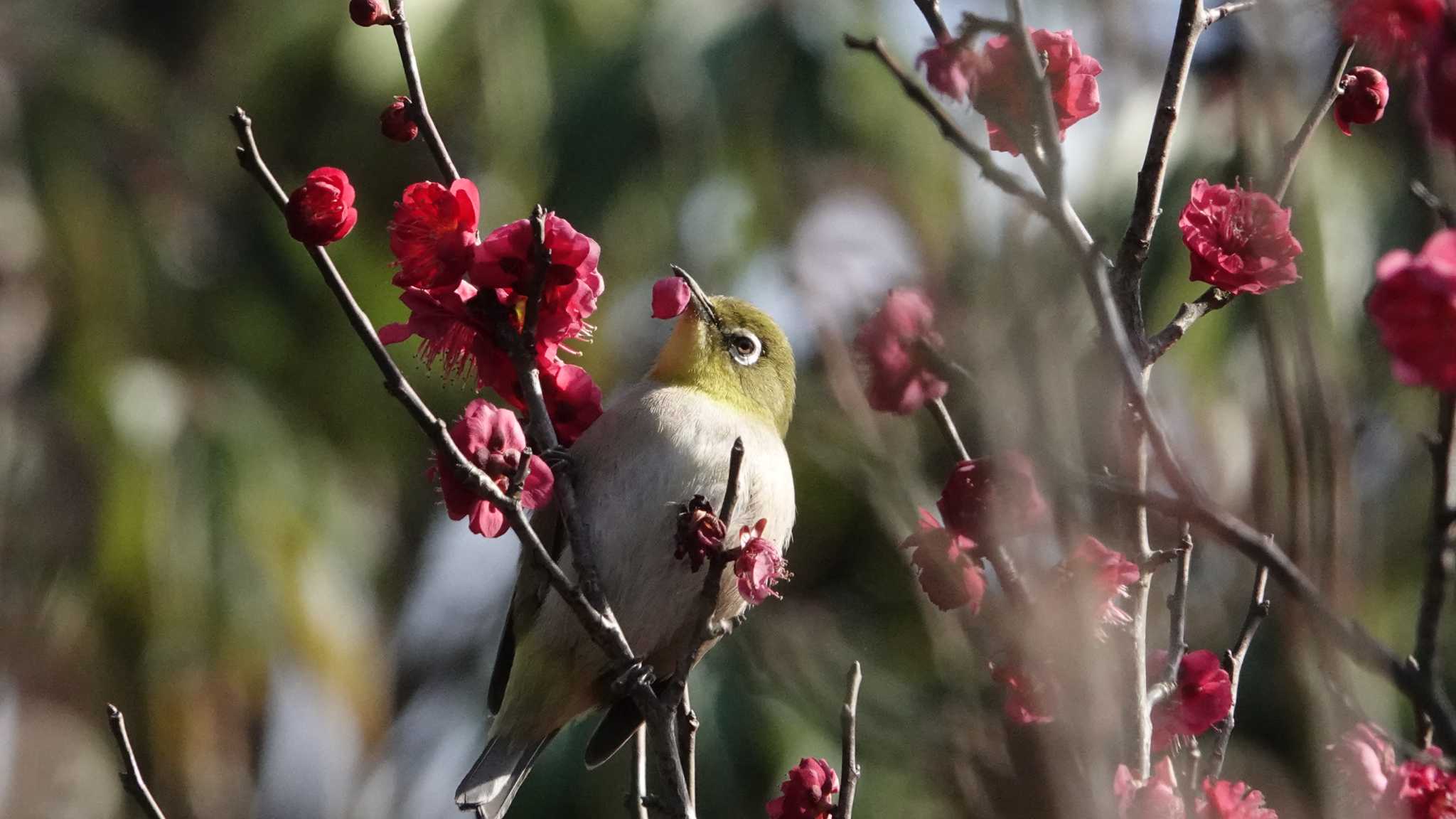 Photo of Warbling White-eye at 金井公園 by jun tanaka