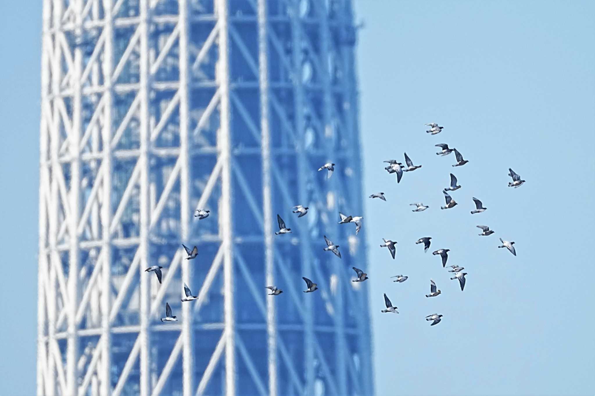 スカイツリーとただの鳩