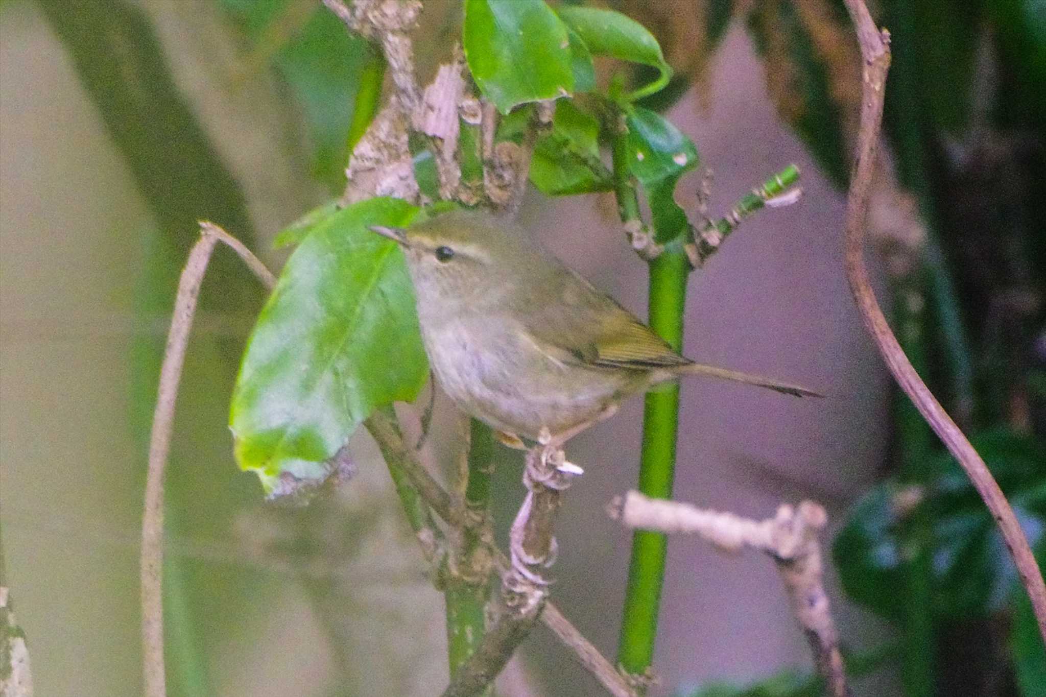 厚木七沢森林公園 ウグイスの写真