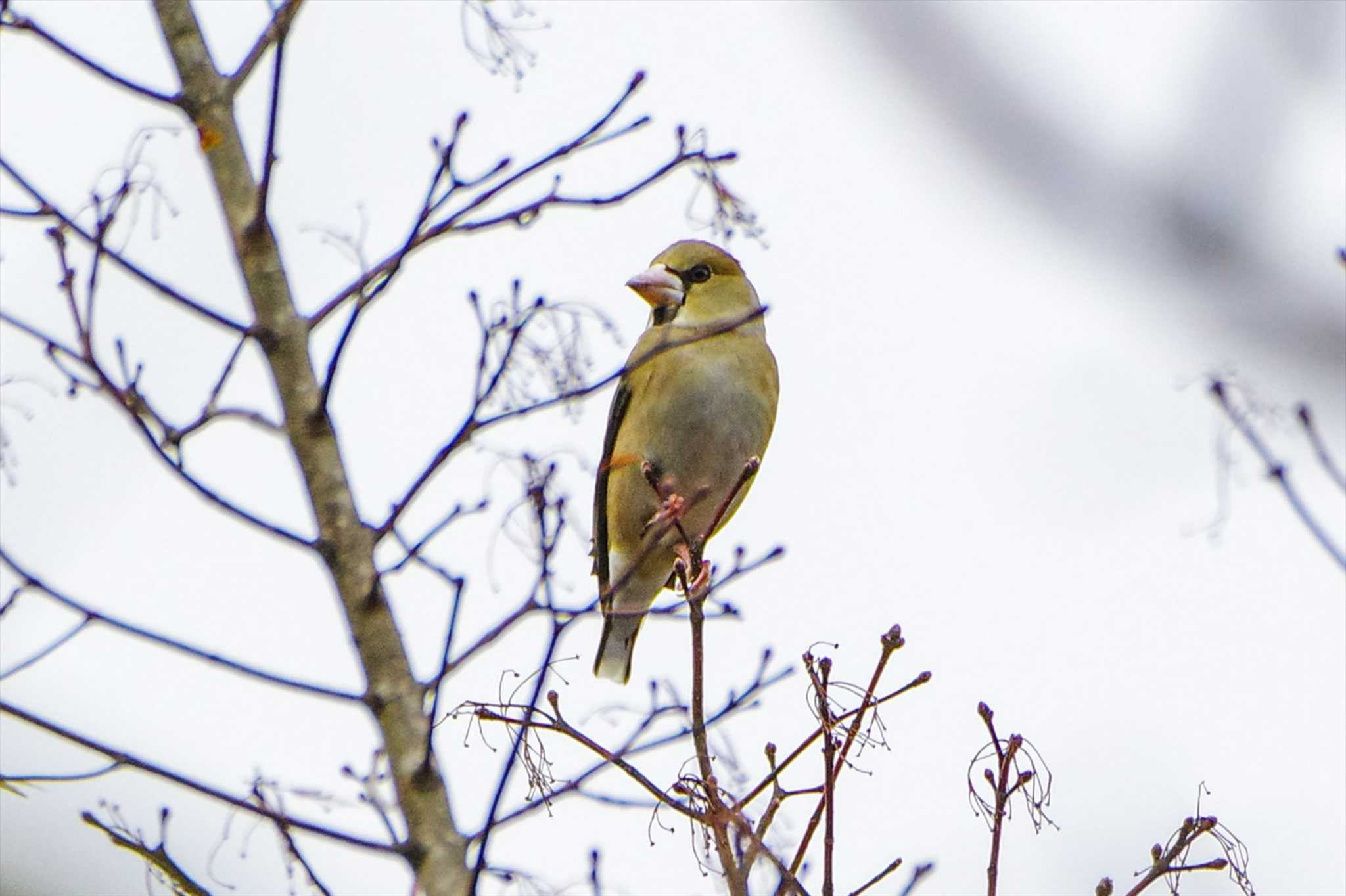 Photo of Hawfinch at 厚木七沢森林公園 by BW11558