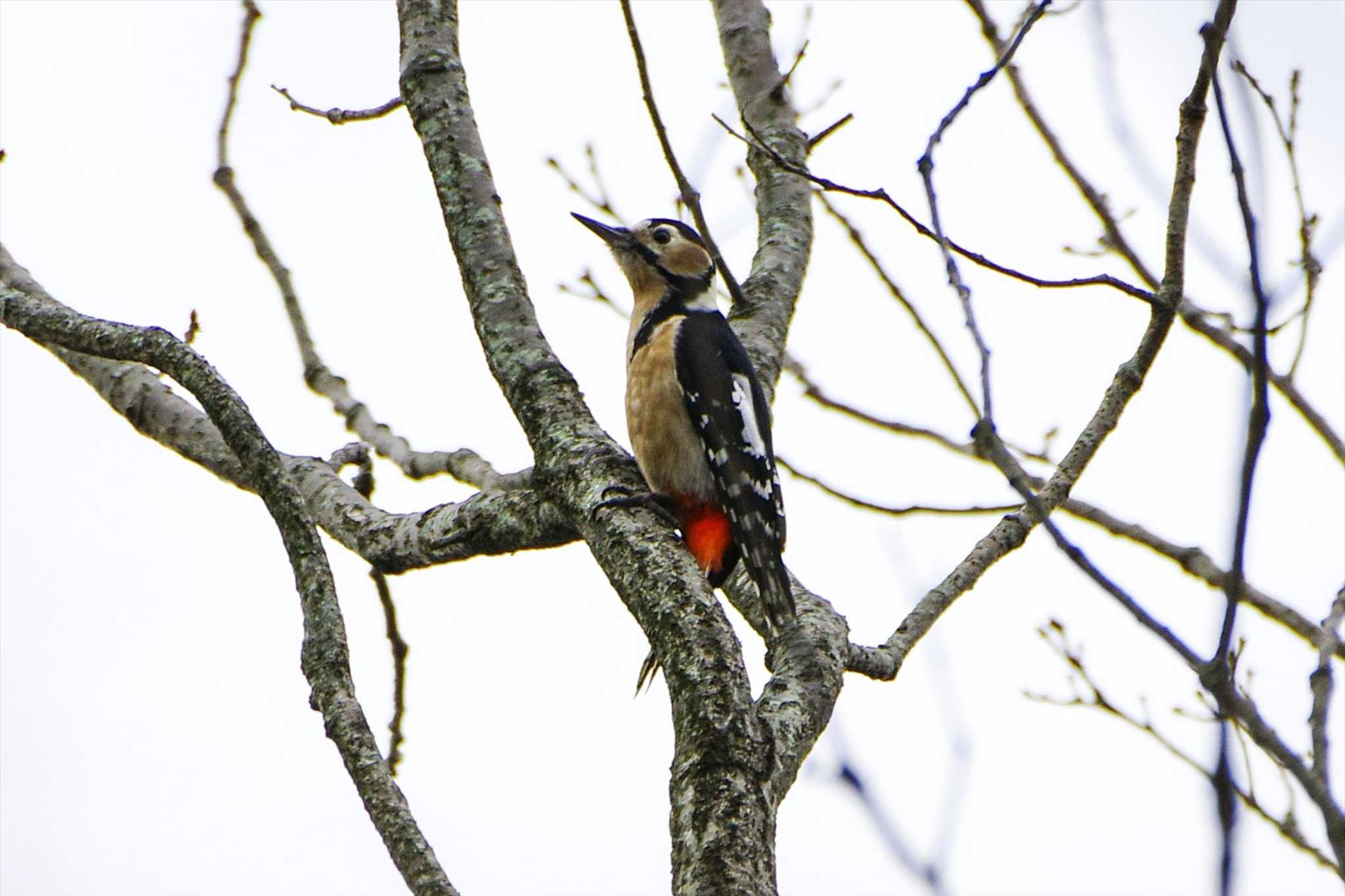 Great Spotted Woodpecker