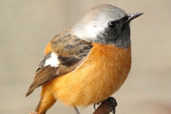 Daurian Redstart 名古屋市港区本宮町 Mon, 2/20/2023