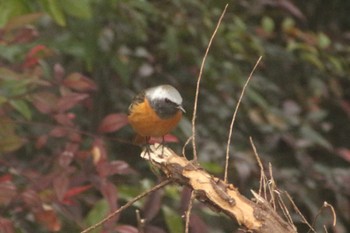 Daurian Redstart 名古屋市港区本宮町 Mon, 2/20/2023