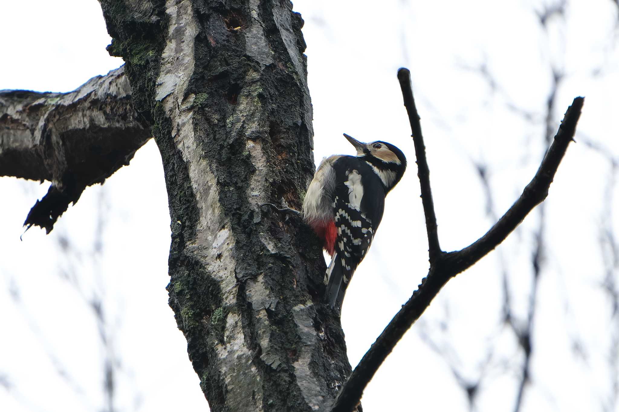 Great Spotted Woodpecker