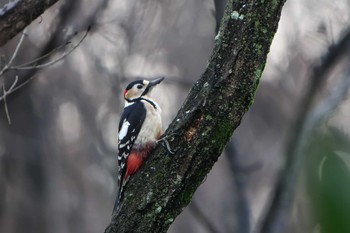 Sun, 2/19/2023 Birding report at 明石市