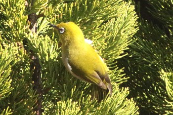 Warbling White-eye 名古屋市港区本宮町 Mon, 2/20/2023