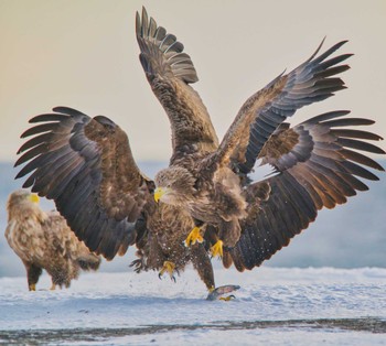 White-tailed Eagle 羅臼ネイチャークルーズ Fri, 2/17/2023