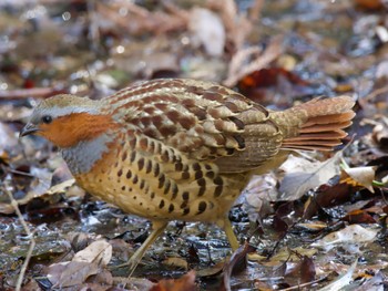 2023年2月20日(月) こども自然公園 (大池公園/横浜市)の野鳥観察記録