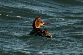 Red-breasted Merganser 日の出三番瀬沿い緑道 Sat, 1/28/2023