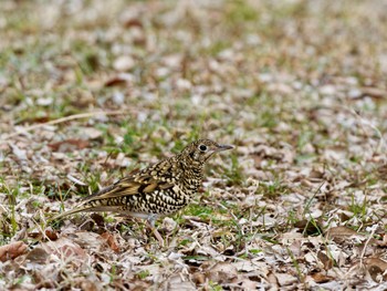 トラツグミ 甲山森林公園 2023年2月18日(土)