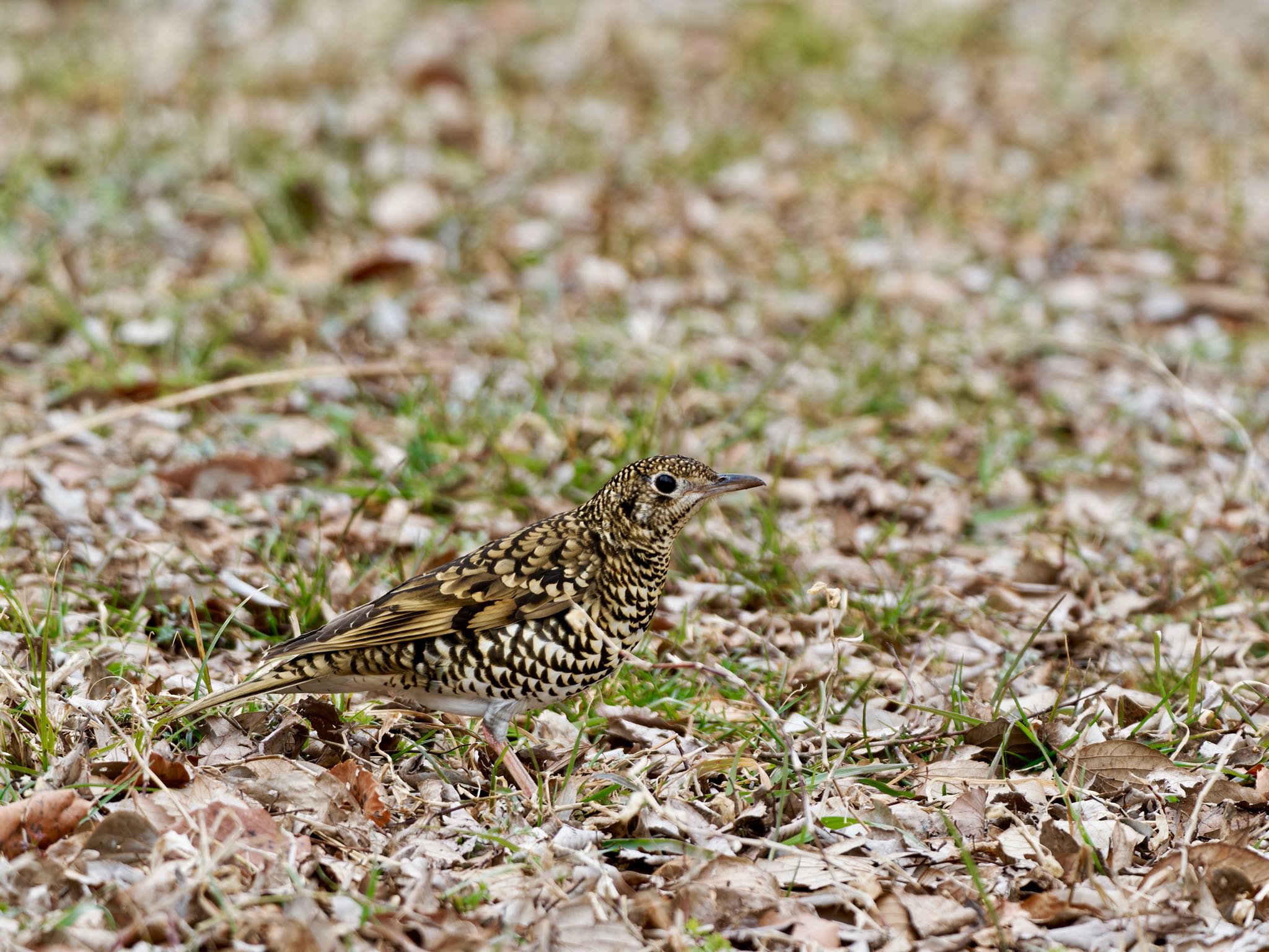 甲山森林公園 トラツグミの写真