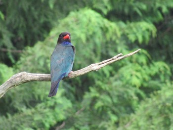 Oriental Dollarbird 岡山県吉備中央町 Mon, 7/15/2019