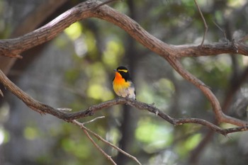 2018年4月28日(土) 書写山の野鳥観察記録