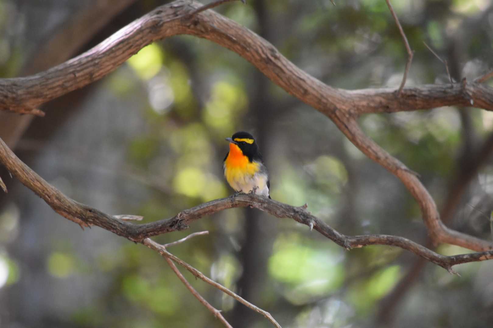 Photo of Narcissus Flycatcher at 書写山 by Shunsuke Hirakawa