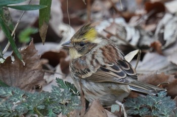 Yellow-throated Bunting 狭山湖 Sat, 2/18/2023