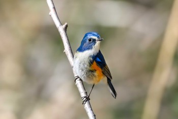 ルリビタキ 秋ヶ瀬公園 撮影日未設定