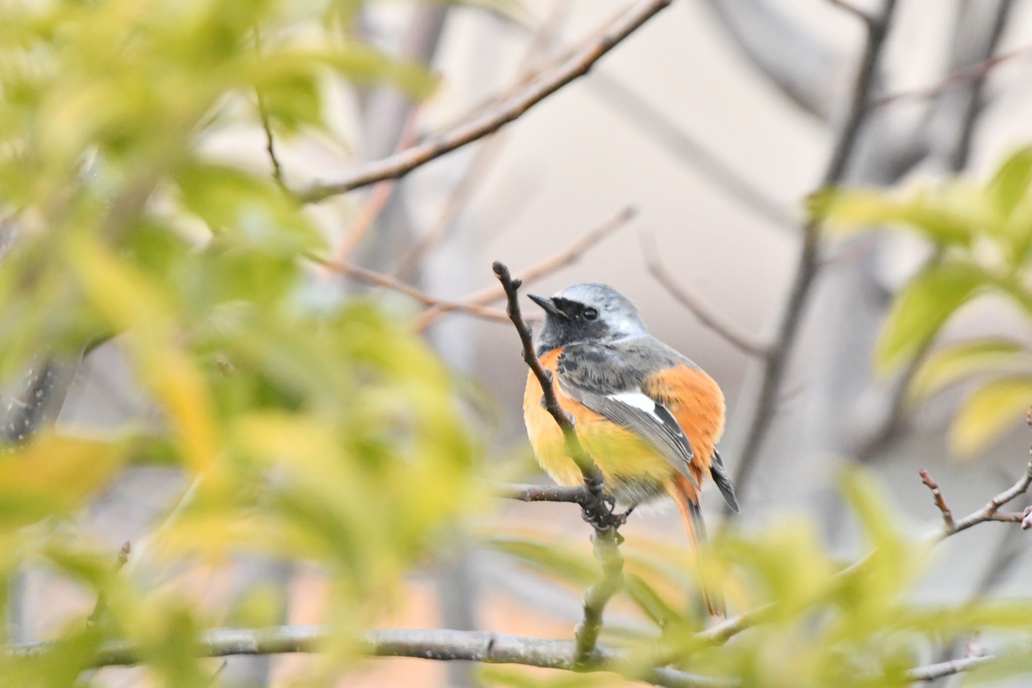 都内 ジョウビタキの写真 by 鳥民グ