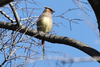 Japanese Waxwing Unknown Spots Mon, 2/20/2023