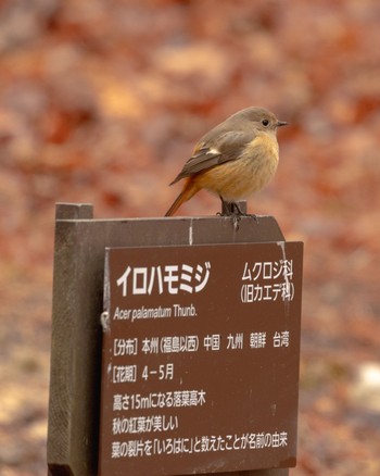 ジョウビタキ 神戸市立森林植物園 2023年2月19日(日)