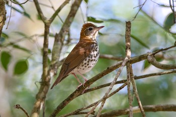 Wood Thrush Coba Ruins Thu, 1/11/2018