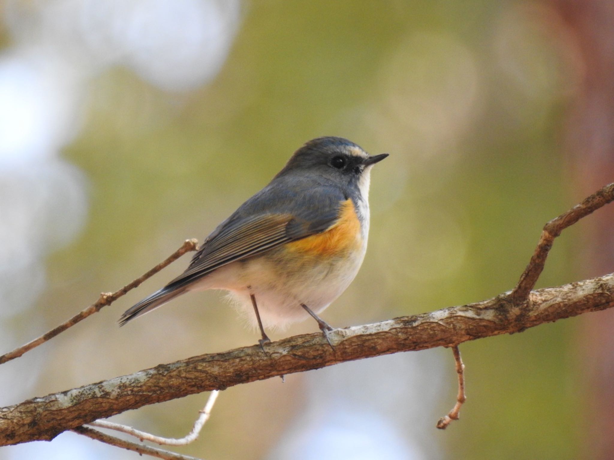 Photo of Red-flanked Bluetail at 井頭公園 by rin