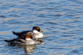 Smew 山口県立きらら浜自然観察公園 Sat, 2/4/2023