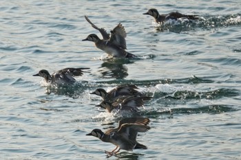 Baikal Teal 狭山湖 Sat, 2/18/2023