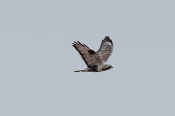 Rough-legged Buzzard Unknown Spots Fri, 1/27/2023