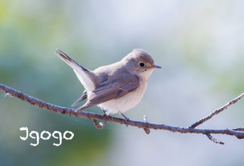 Red-breasted Flycatcher 埼玉県 Sat, 2/4/2023