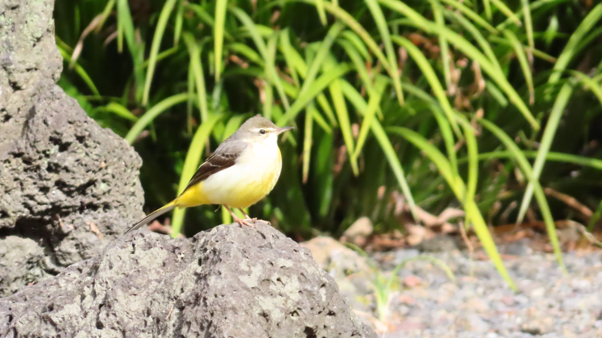 帷子川では最近見かけなかったけど三島で会えました!