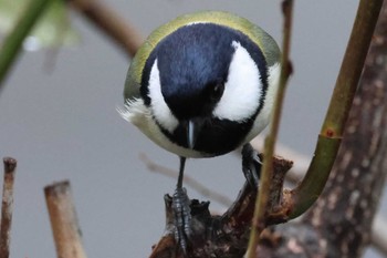 2023年2月18日(土) 自宅の庭(名古屋市瑞穂区)の野鳥観察記録