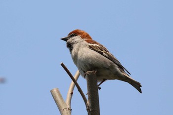 Russet Sparrow Miharashi Park(Hakodate) Sat, 4/28/2018