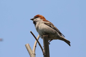 ニュウナイスズメ 北海道 函館市 見晴公園 2018年4月28日(土)