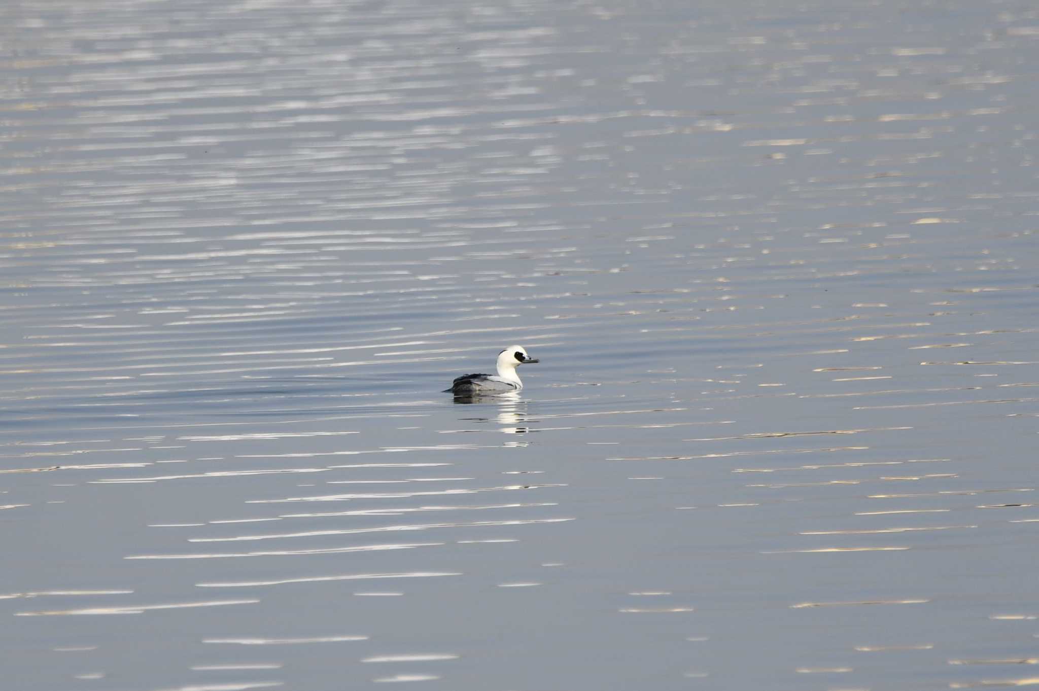 Smew