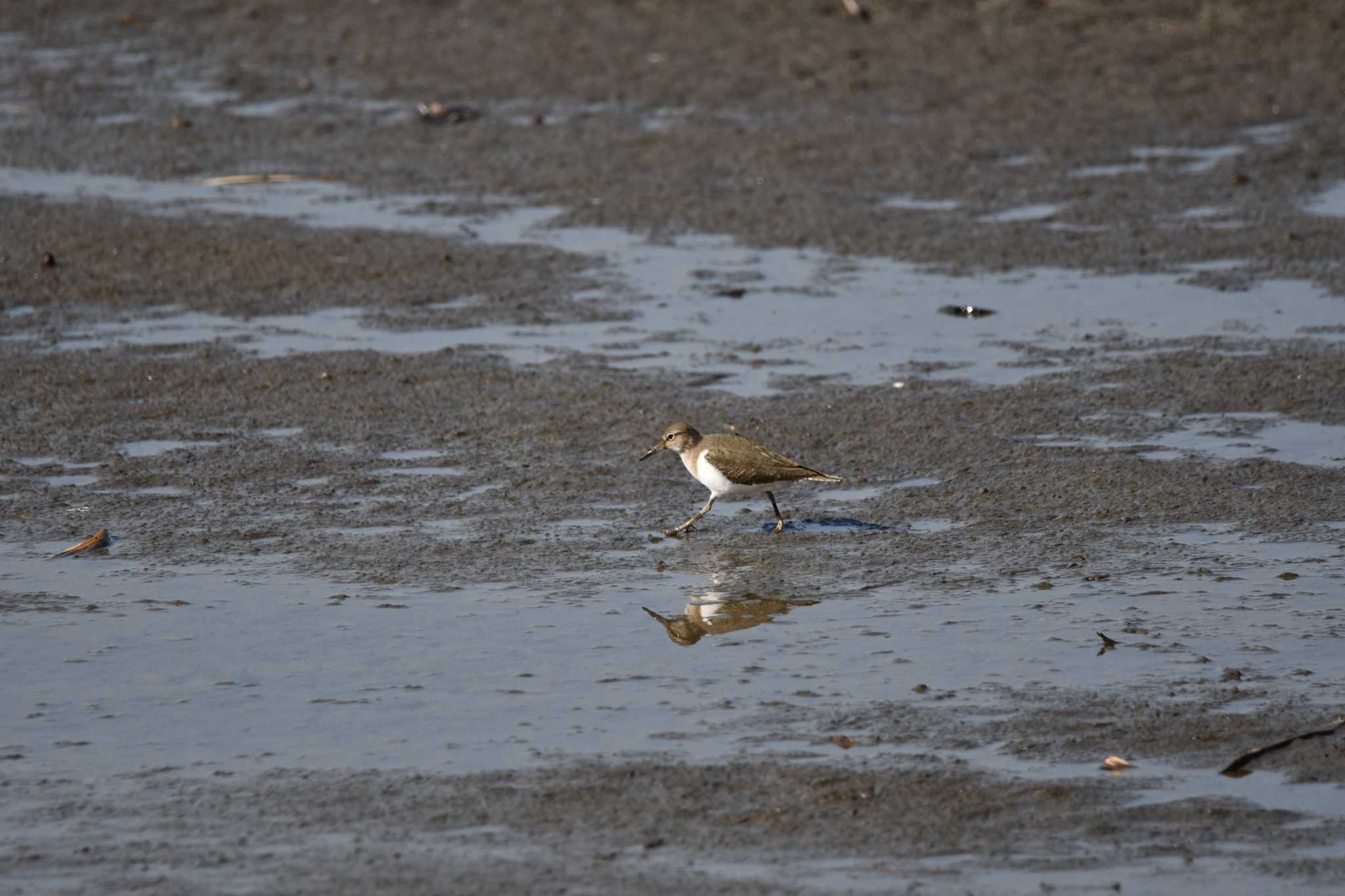 Common Sandpiper