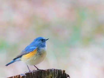 Red-flanked Bluetail つくば Sun, 2/19/2023