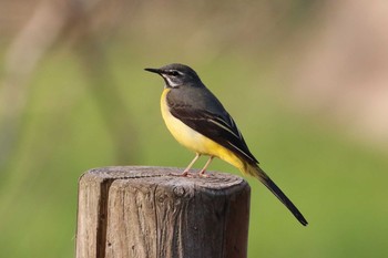 キセキレイ 北海道 函館市 見晴公園 2018年4月28日(土)