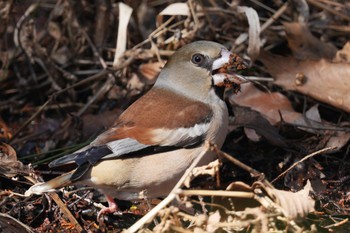 Hawfinch 狭山湖 Sat, 2/18/2023