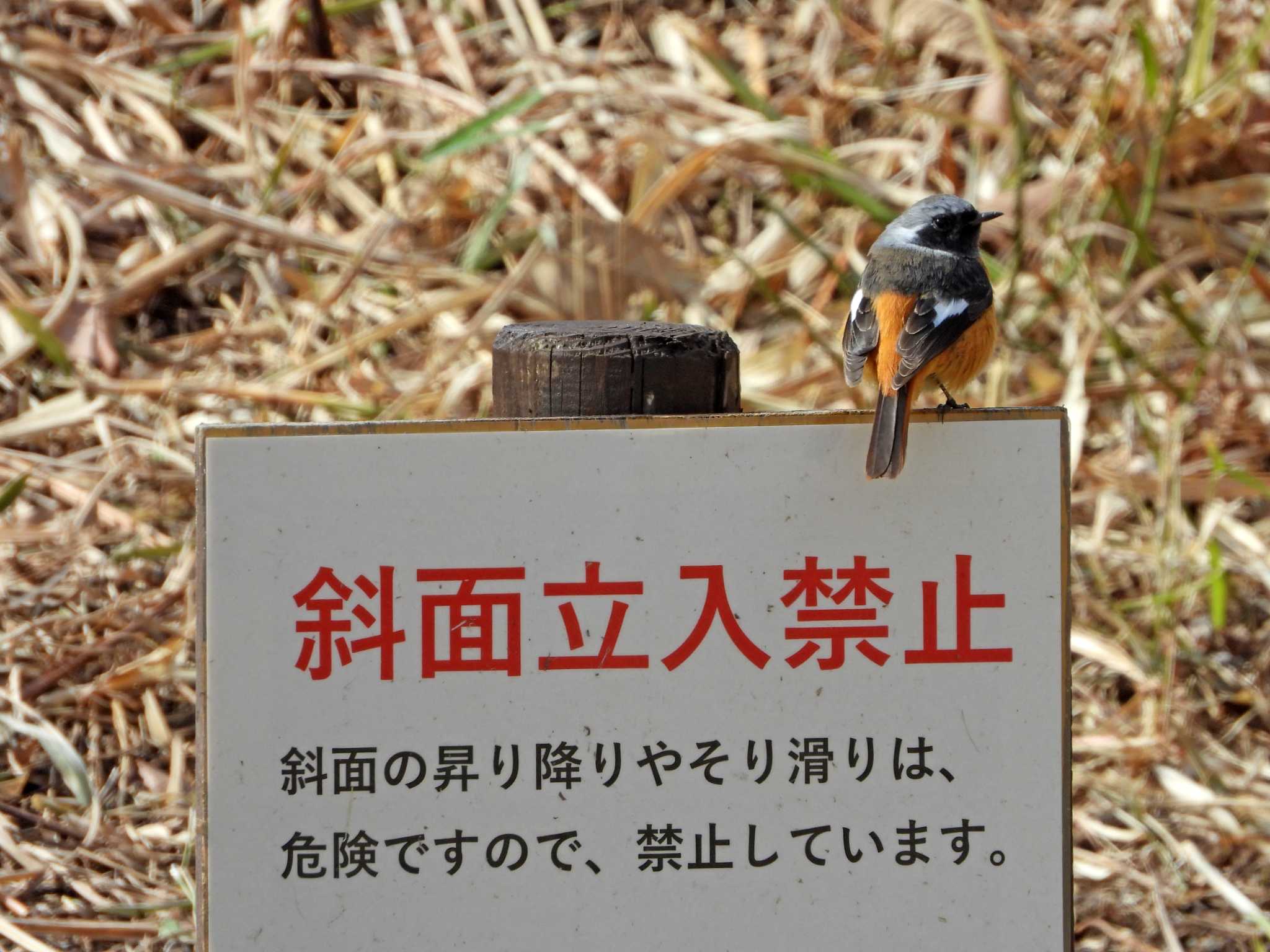 仙台市・水の森公園 ジョウビタキの写真 by ぴーさん