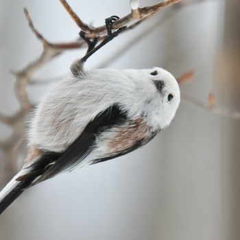 2023年2月19日(日) 釧路湿原の野鳥観察記録