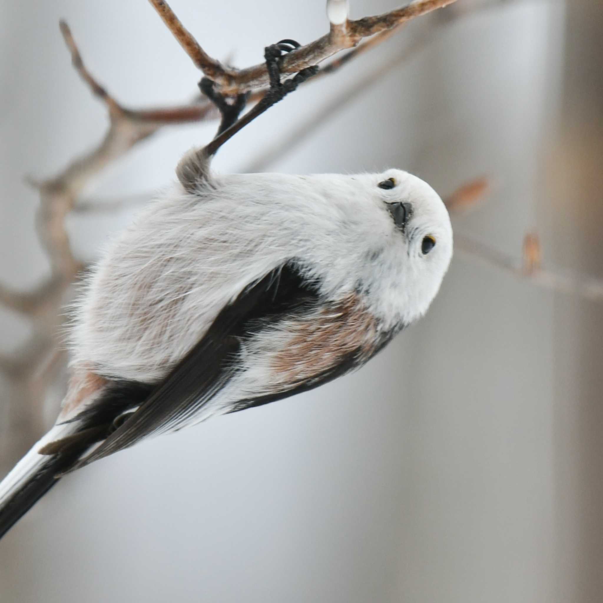 Photo of Long-tailed tit(japonicus) at Kushiro Wetland National Park by オガワミチ