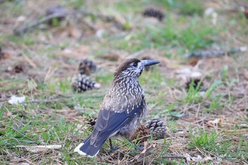 ホシガラス 北海道 函館市 見晴公園 2018年4月28日(土)