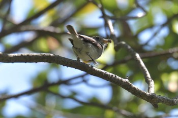 2018年4月28日(土) 三重県民の森の野鳥観察記録