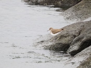 イソシギ ふなばし三番瀬海浜公園 2023年2月19日(日)